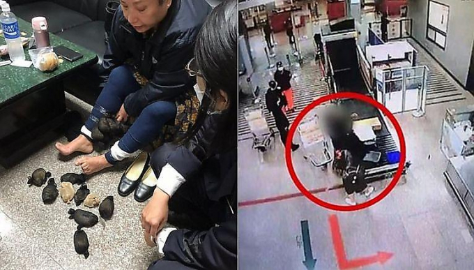 Жительницу Тайваня, с 24-я грызунами под юбкой задержали китайские таможенники ▶