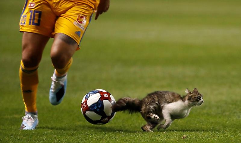 Бродячий кот вмешался в футбольный матч в США ▶