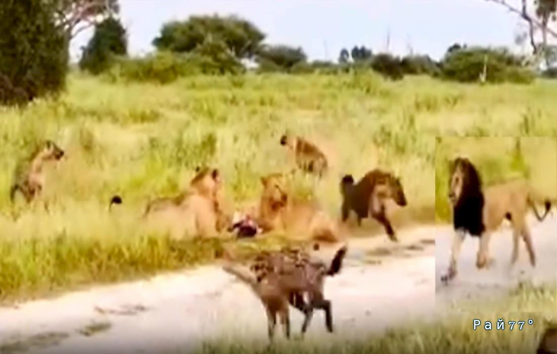 Черногривый лев разогнал львиц и гиен, пирующих на туше антилопы: видео