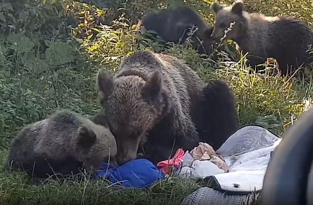 Драматичное противостояние медвежьего семейства с туристами за еду попало на видео в румынском лесу
