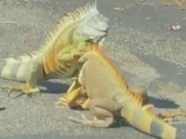 Две игуаны не поделили дорогу во Флориде (Видео)
