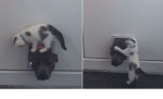 Котёнок напал на собаку, попытавшуюся пробраться в дом через кошачью дверцу (Видео)