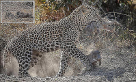 Леопард утащил двух детёнышей у дикой свиньи в Кении 0