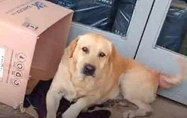 Преданный пёс отказался покидать больницу, где скончался его хозяин