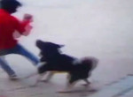 Верный пёс предотвратил ограбление охраняемого им жилища в Индии ▶