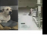 Собака отбила атаку грабителей на работника АЗС в Мексике ▶