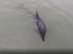 Дельфин в знак благодарности за спасение проплыл три круга рядом с лодкой спасателей