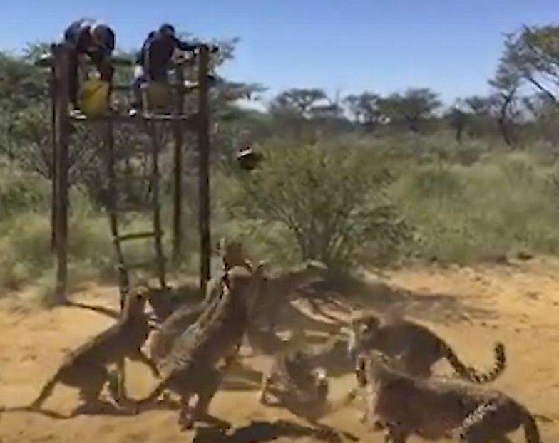 Стая гепардов устроила склоку во время приёма пищи в Намибии ▶