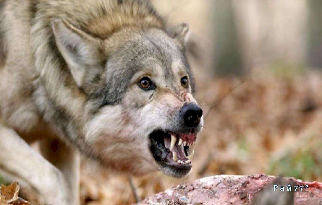 Автомобилист испугал волка, попытавшегося напасть на туристов: видео