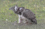 Газель попыталась отбить своего детёныша у орла в Кении 2