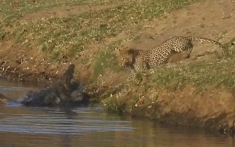Голодный леопард попытался ограбить крокодила в африканском заповеднике ▶