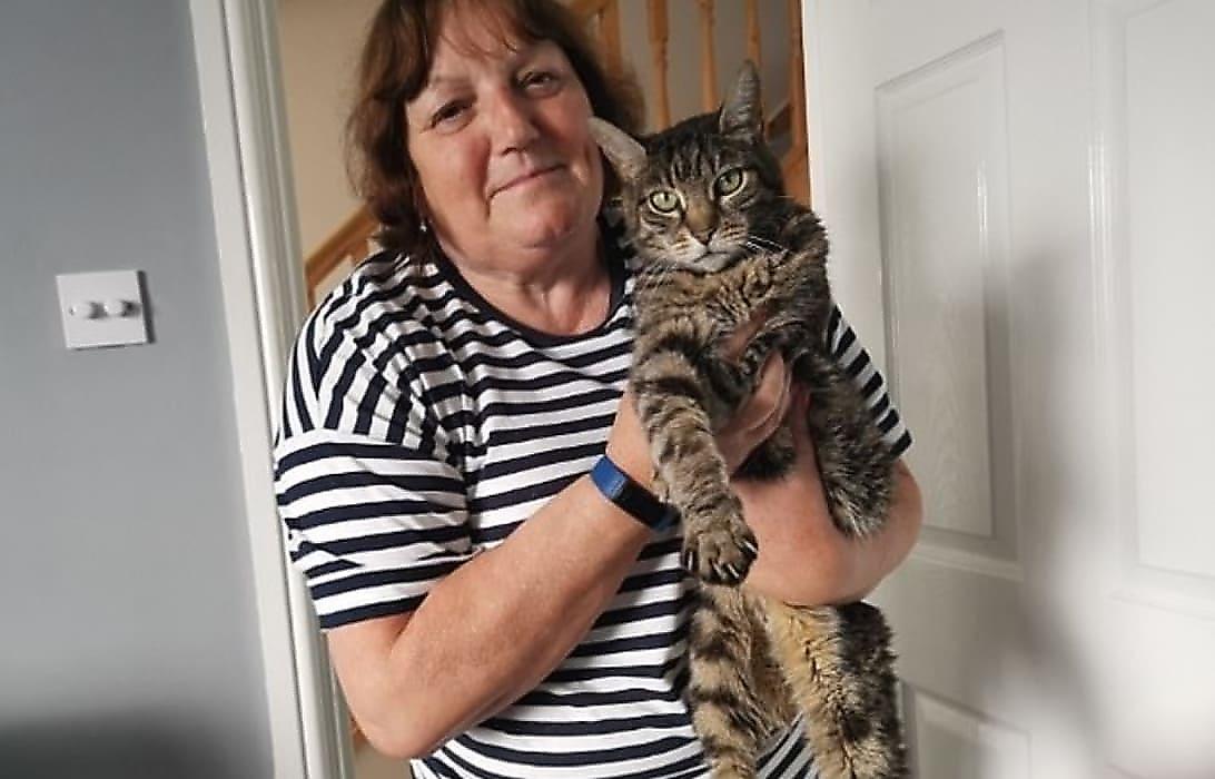 Кот, на протяжении двух месяцев выживающий в контейнере, был спасён в Британии - видео