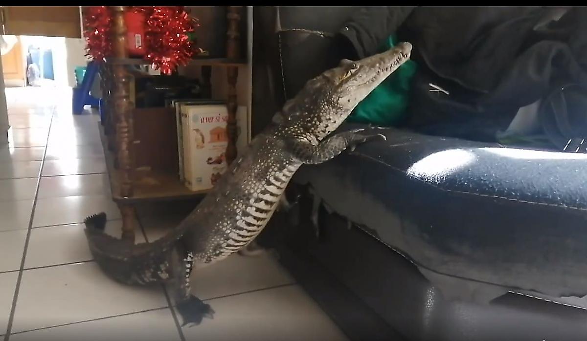 Крокодил забрался в жилище и заснул на оккупированном диване - видео