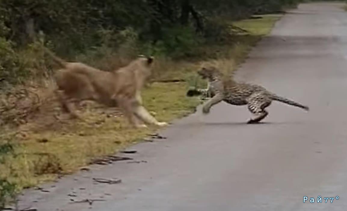 Львица напала на леопарда на глазах у путешественников в ЮАР