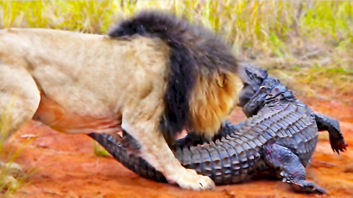 Львы напали на крокодила на глазах у туристов в ЮАР