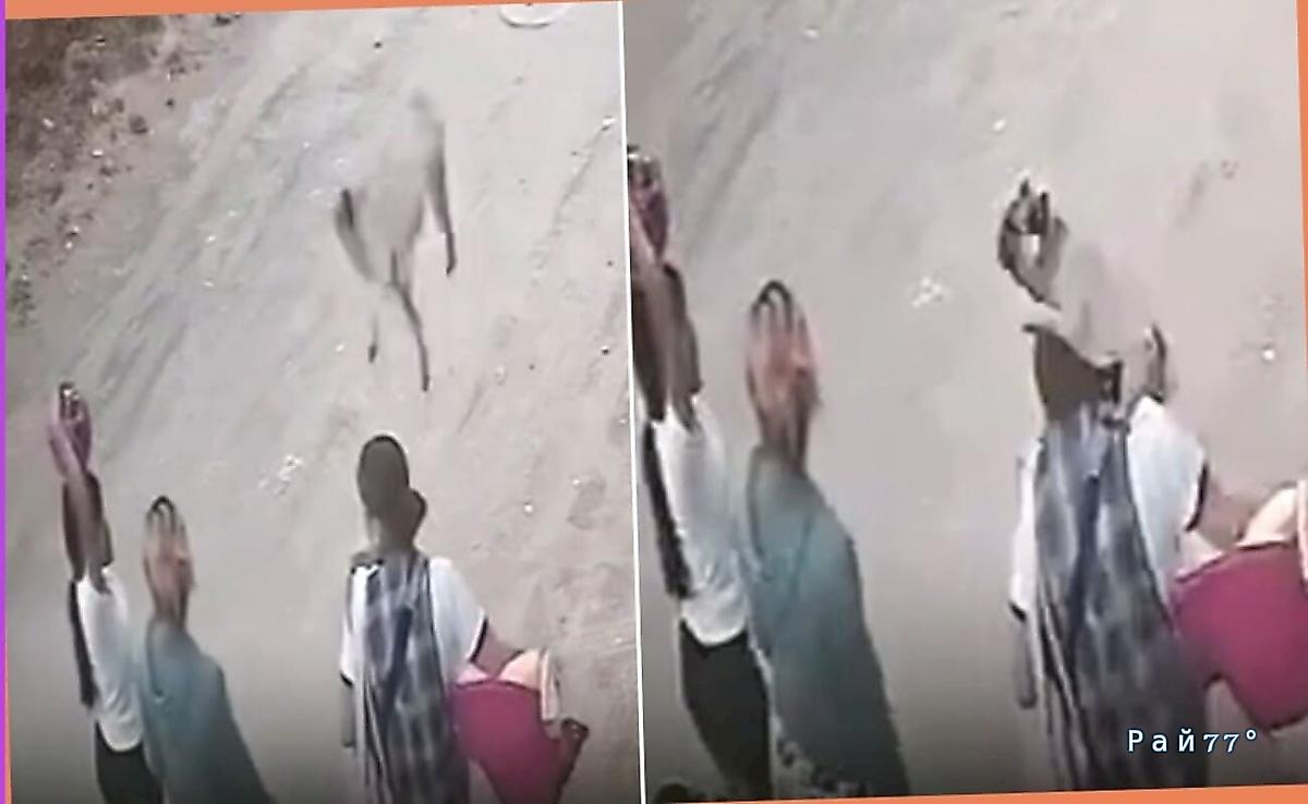 Мопс упал с крыши на женщину и видео стало вирусным в Сети