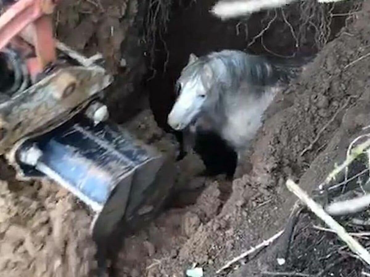 Пони, упавшего в яму, при помощи экскаватора спасли в Уэльсе