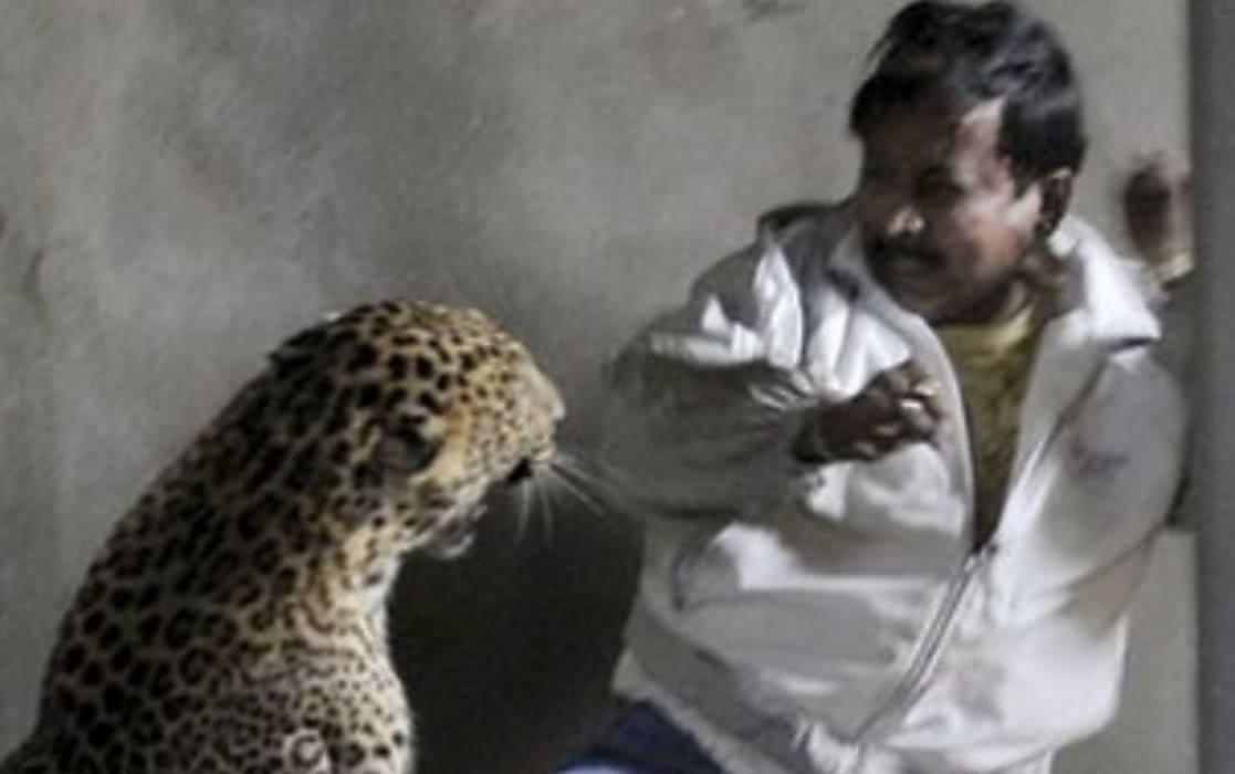 Разъярённый леопард разогнал полицейских и зоологов в Индии