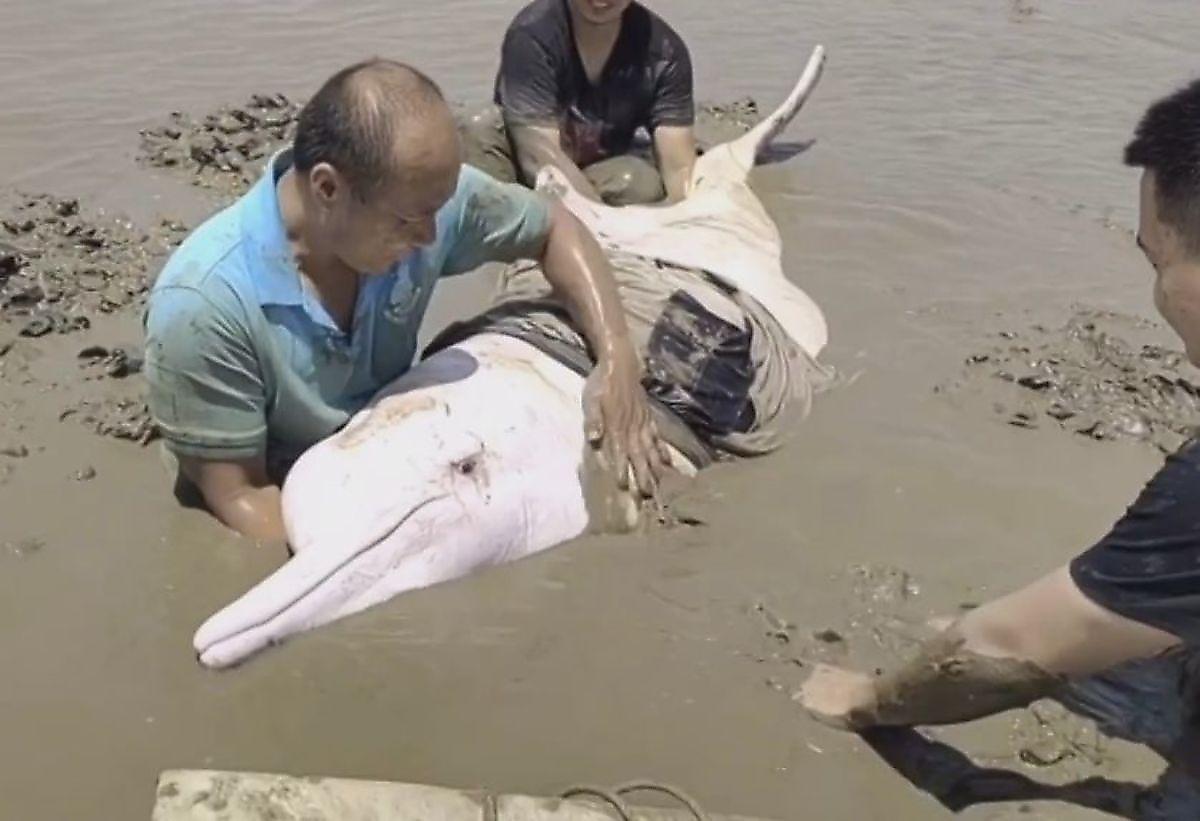 Редкий белый дельфин, выброшенный на мелководье, был спасён в Китае