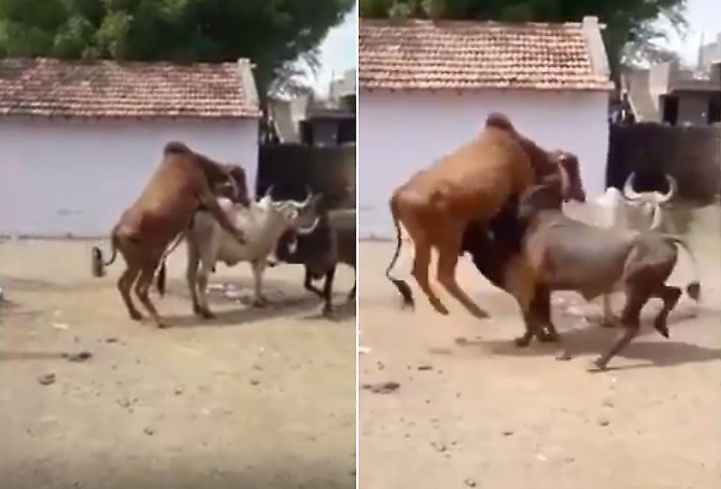 Ревнивый бык предотвратил любовный процесс и решительно скинул сородича с коровы