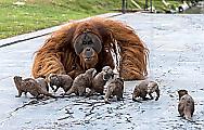 Семейство выдр подружилось с семьёй орангутанов в бельгийском зоопарке 0