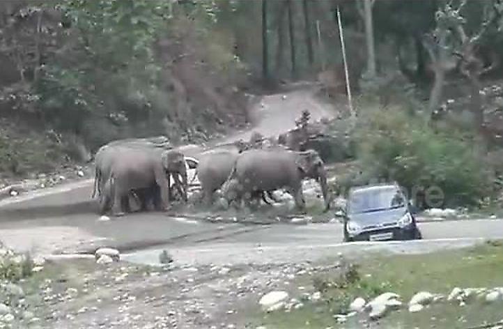 Слоны отогнали автомобили, оставленные туристами в индийском заповеднике ▶