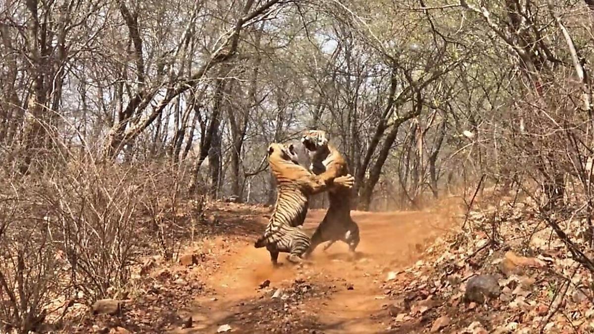 Тигрица напала на свою мать на глазах у туриста в Индии