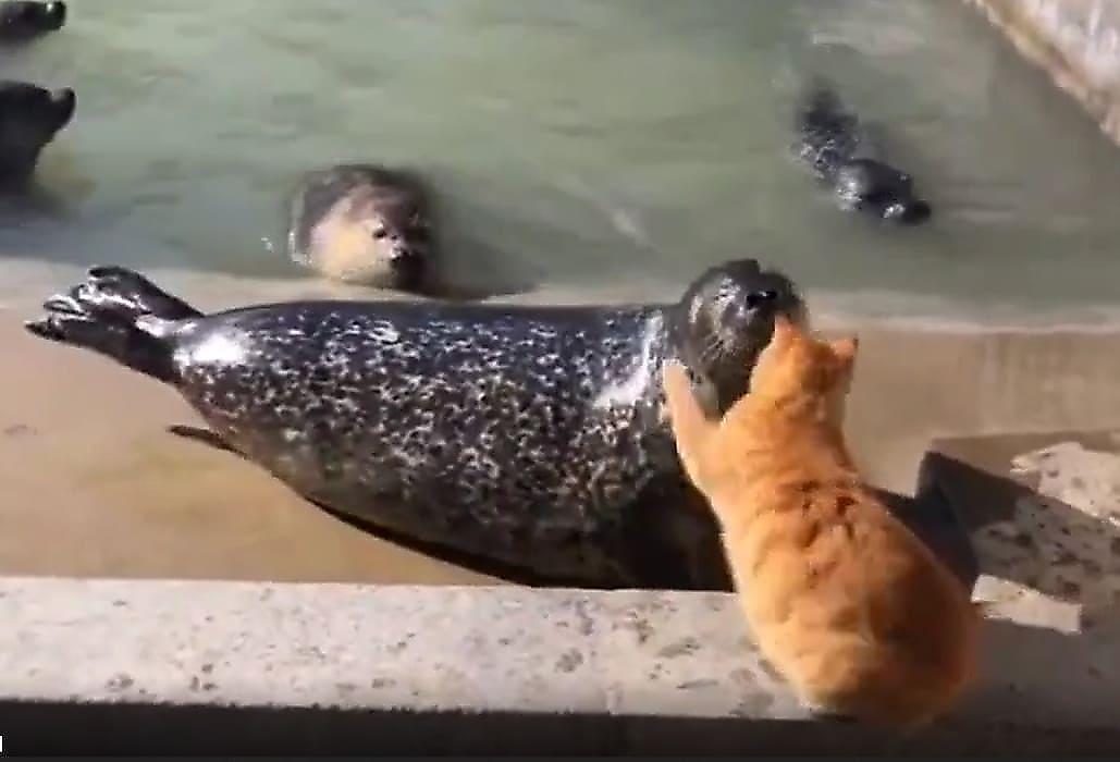 Забавное противостояние тюленя с рыжим котом заснял любитель диких животных