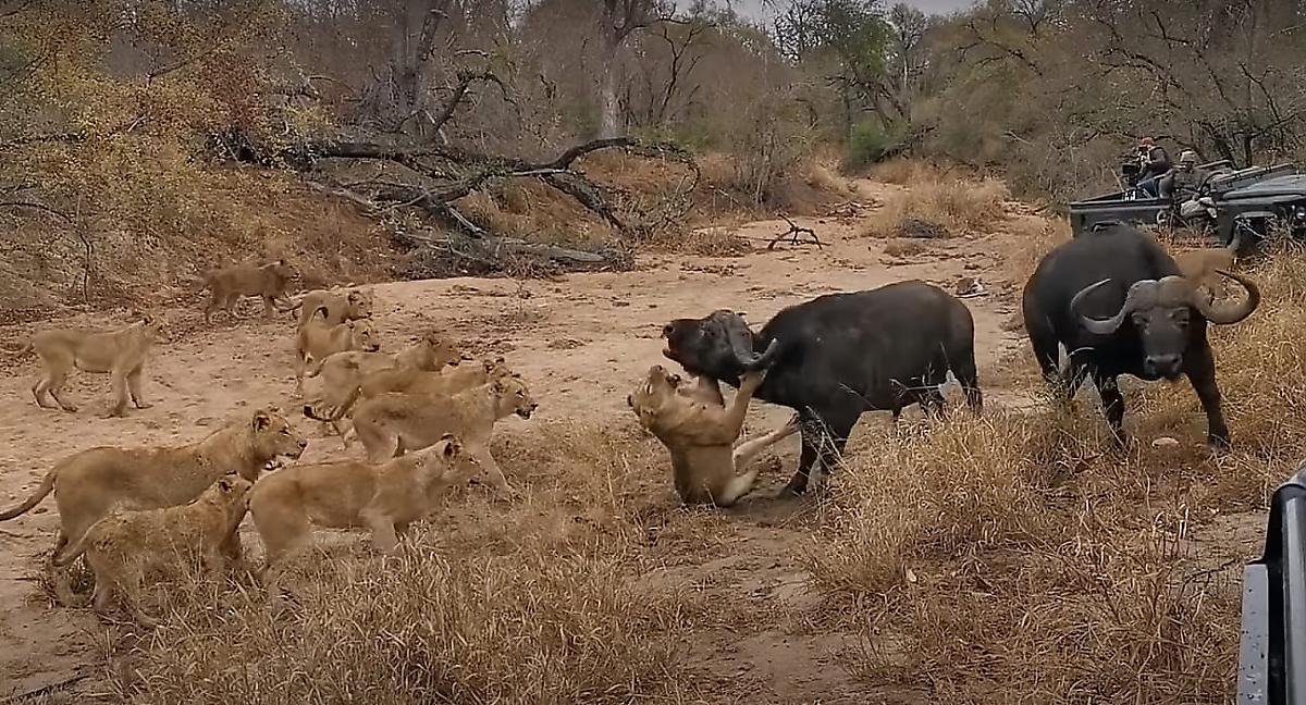 Буйвол бросился на помощь своему сородичу и попытался отбить его у львов - видео