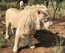 Группа выродков отравила и расчленила шесть львов в африканском заповеднике 5