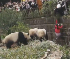 Маленькая девочка упала в вольер к пандам в Китае ▶