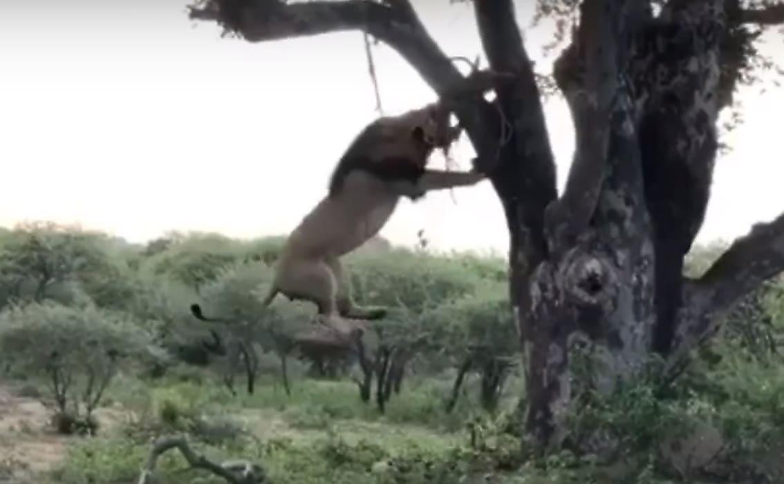 Могучий лев повис на дереве, чтобы стащить тушу, спрятанную леопардом