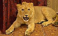 Пакистанец завёл льва в качестве домашнего кота ▶ 5