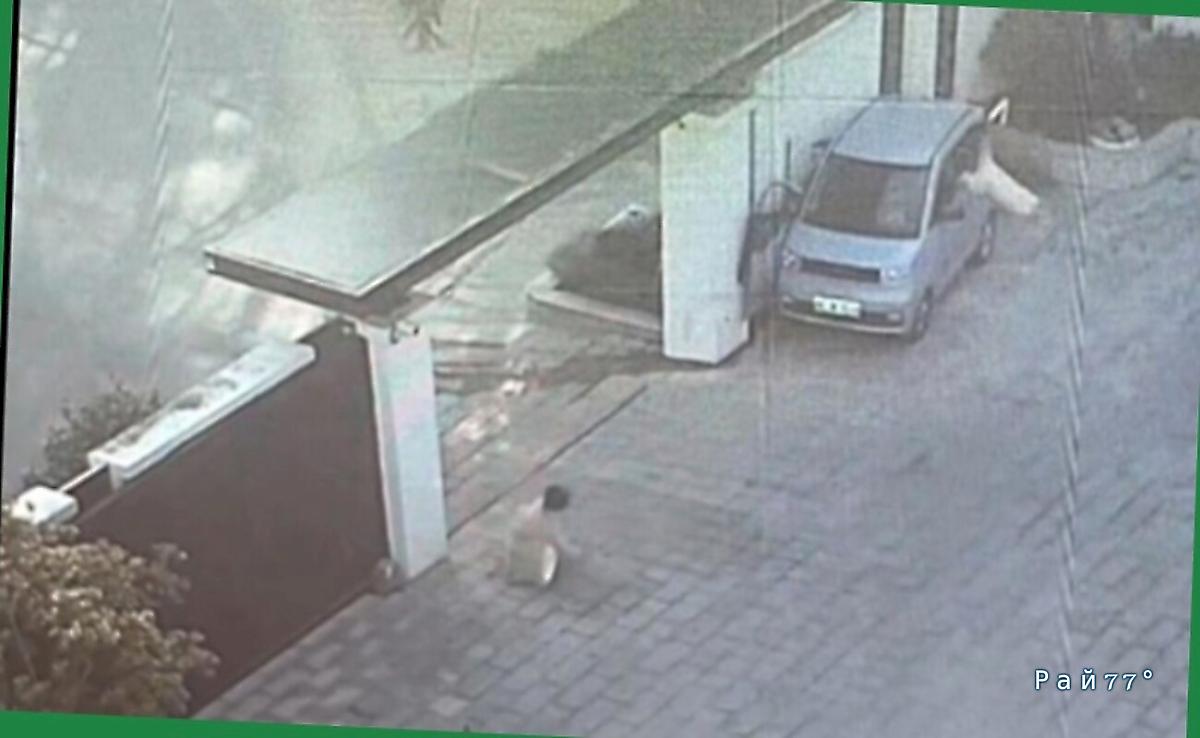 Пёс угнал автомобиль и сбил его владельца в КНР ▶️