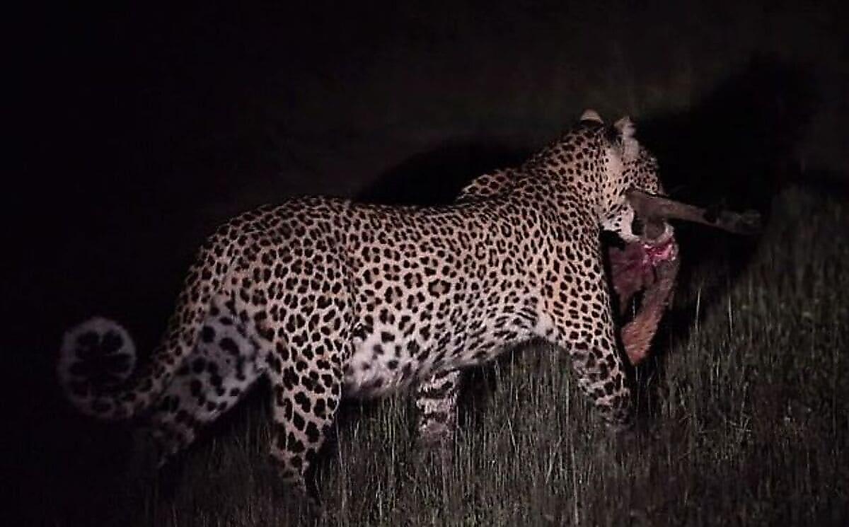 Смелый леопард вырвал кусок мяса из пасти крокодила в Замбии