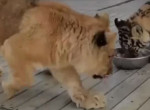 Стычка голодного львёнка с тигрёнком за еду попала на видео в зверинце