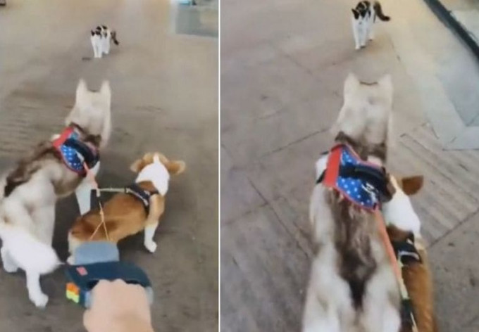 Владелец двух собак еле уберёг от кошки своих питомцев (Видео)