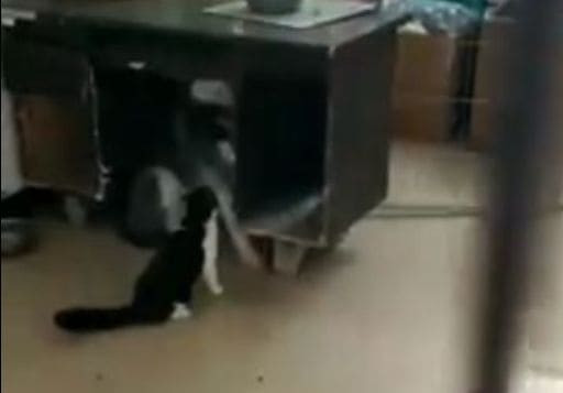 Забавное противостояние между кошкой и собакой, за место под столом, попало на видеокамеру в Китае