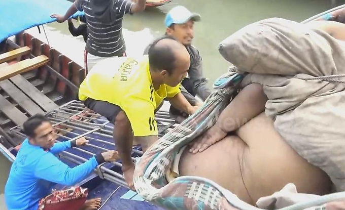 300-килограммового любителя морепродуктов эвакуировали из его лачуги в Тайланде ▶