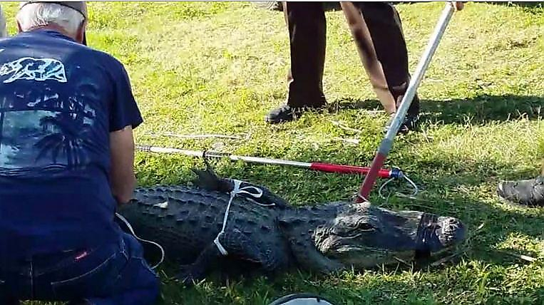 80-летний американец предотвратил побег крокодила, забравшегося к нему в огород ▶