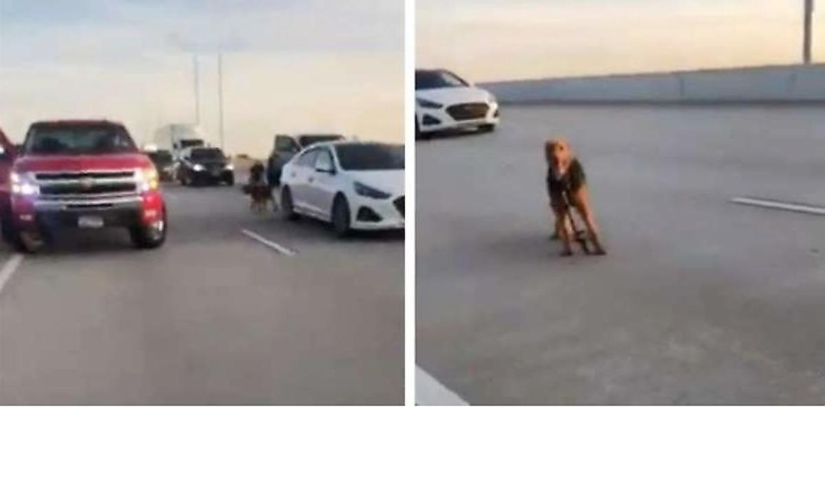 Десятки автомобилистов приняли участие в поимке собаки на оживлённой магистрали в Техасе ▶