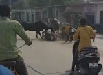 Два быка, не поделив дорогу, опрокинули двух мотоциклистов в Индии