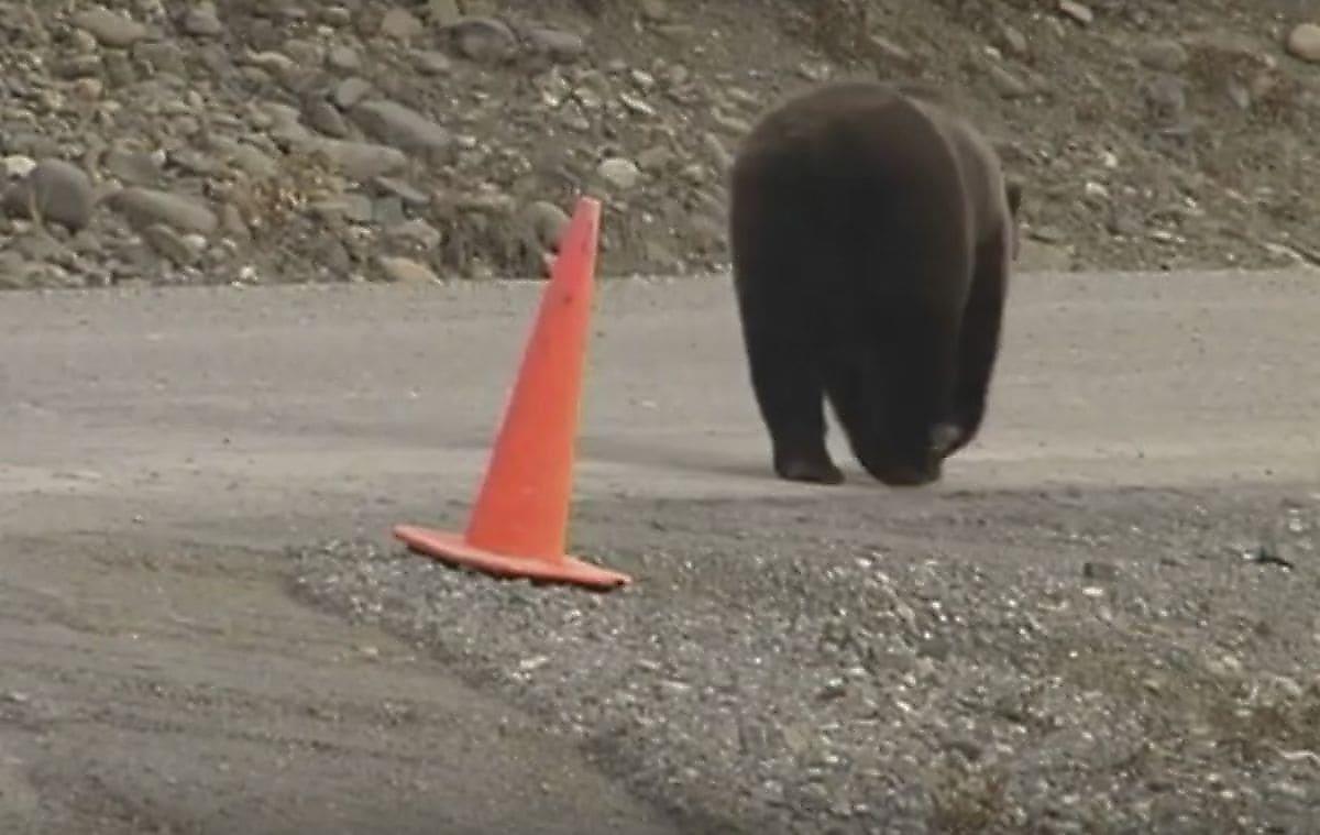 Хозяйственный медведь навёл порядок и поставил на место дорожной конус