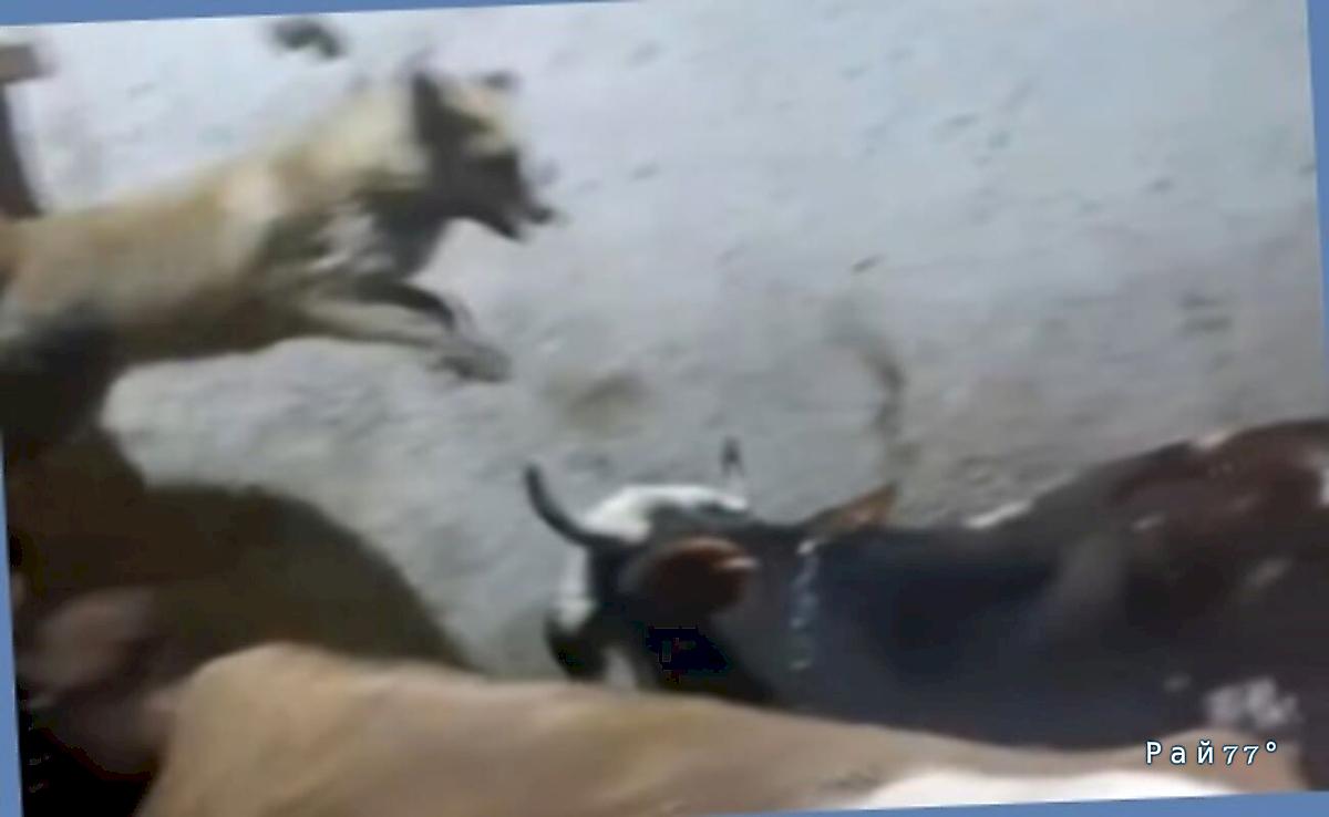 Лисица перепутала курятник с коровником и вызвала переполох в Турции ▶️