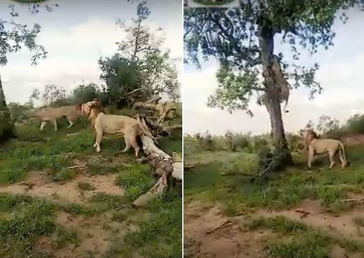 Львица попыталась ограбить леопарда и стащить добычу с дерева