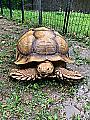 Массивная черепаха, совершив побег, вернулась домой спустя 74 дня 3