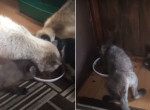 Наглый лисёнок стащил миску и отказался делиться едой с котами