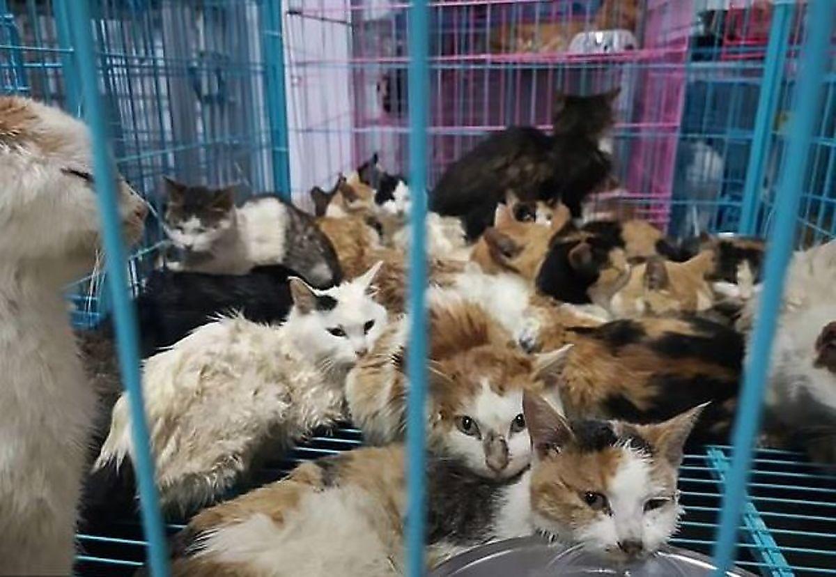 Полицейские спасли сотни кошек, обнаружив их в китайском грузовике ▶