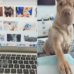 Пёс решительно отвлёк внимание хозяина от фотографий кошек в ноутбуке (Видео)