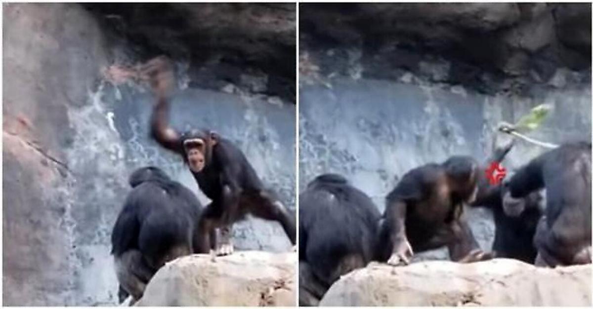 Шимпанзе проучил отпрыска, бросающего в людей камни на глазах у туристов в Китае